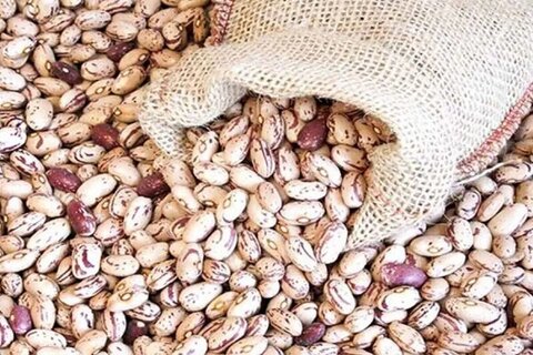 دلایل گرانی غیرعادی قیمت لوبیا چیتی/ «حباب» به حبوبات هم رسید!