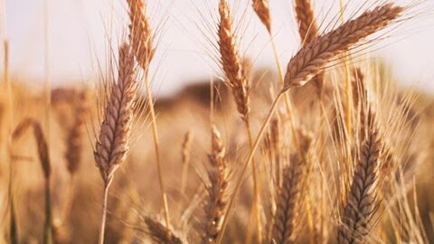 نرخ ۴ قلم کالای اساسی به زودی ابلاغ می‌شود