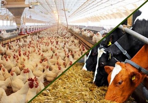 وضعیت ذخایر نهاده های دام و طیور مطلوب است